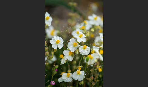 Apenninen-Sonnenröschen (Helianthemum apenninum)