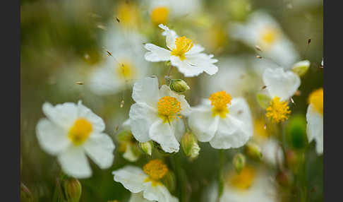 Apenninen-Sonnenröschen (Helianthemum apenninum)