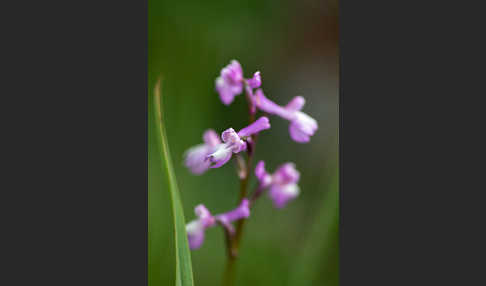 Dreiknollen-Knabenkraut (Orchis champagneuxii)