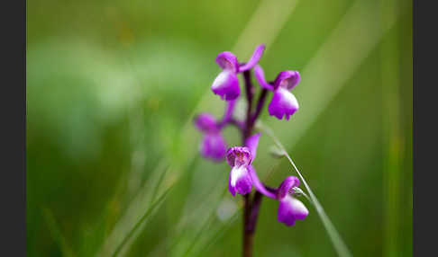 Dreiknollen-Knabenkraut (Orchis champagneuxii)