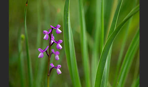 Dreiknollen-Knabenkraut (Orchis champagneuxii)