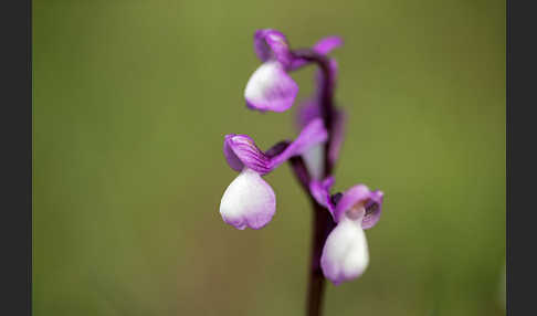 Dreiknollen-Knabenkraut (Orchis champagneuxii)