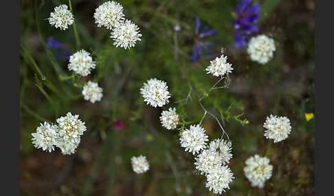 Zottige Grasnelke (Armeria villosa)