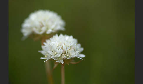 Zottige Grasnelke (Armeria villosa)