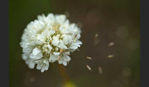 Zottige Grasnelke (Armeria villosa)