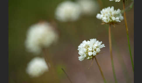 Zottige Grasnelke (Armeria villosa)