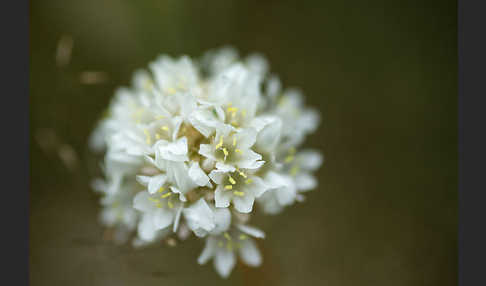 Zottige Grasnelke (Armeria villosa)