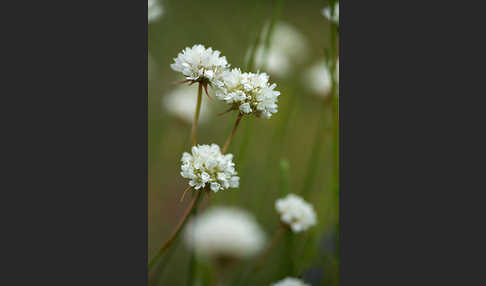 Zottige Grasnelke (Armeria villosa)