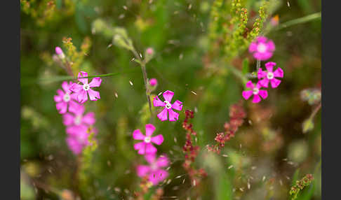 Leimkraut (Silene secundiflora)