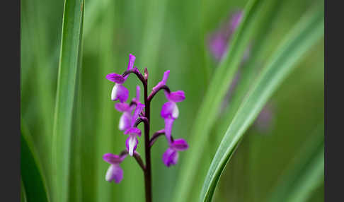 Dreiknollen-Knabenkraut (Orchis champagneuxii)