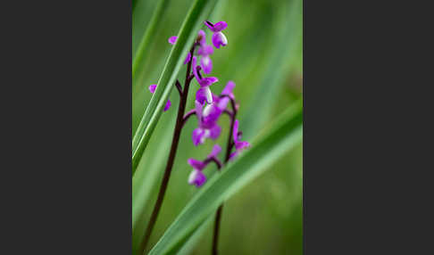 Dreiknollen-Knabenkraut (Orchis champagneuxii)