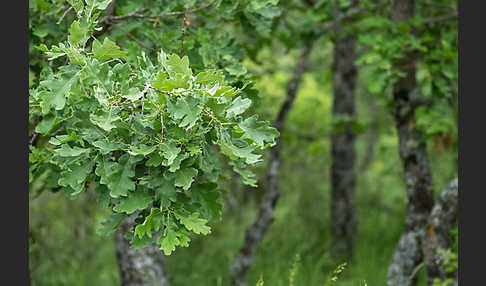 Flaumeiche (Quercus pubescens)