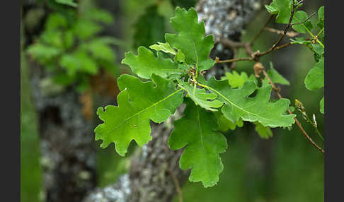 Flaumeiche (Quercus pubescens)