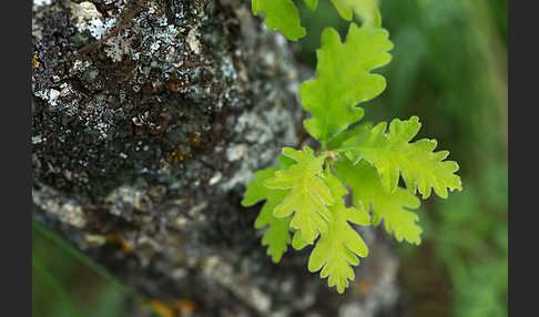 Flaumeiche (Quercus pubescens)