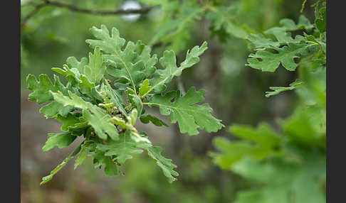 Flaumeiche (Quercus pubescens)