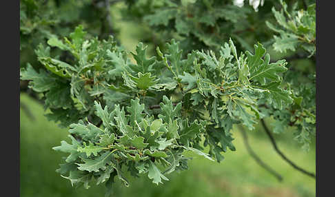 Flaumeiche (Quercus pubescens)