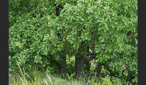 Flaumeiche (Quercus pubescens)