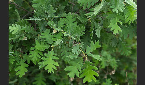 Flaumeiche (Quercus pubescens)