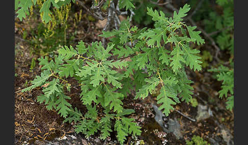 Flaumeiche (Quercus pubescens)