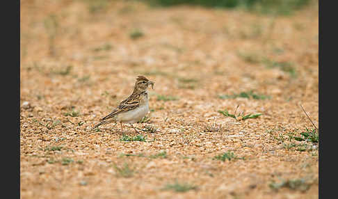 Kurzzehenlerche (Calandrella brachydactyla)