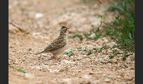 Kurzzehenlerche (Calandrella brachydactyla)