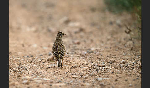 Kurzzehenlerche (Calandrella brachydactyla)