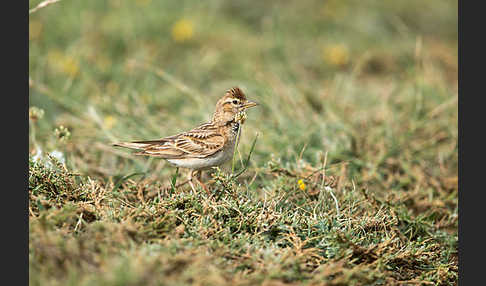 Kurzzehenlerche (Calandrella brachydactyla)