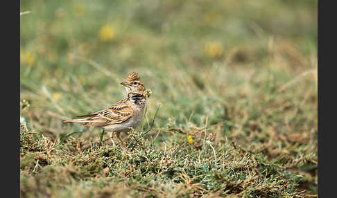 Kurzzehenlerche (Calandrella brachydactyla)