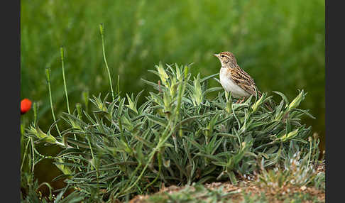 Kurzzehenlerche (Calandrella brachydactyla)