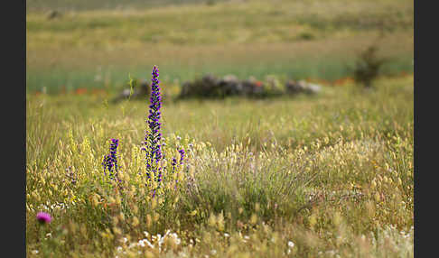 Gewöhnlicher Natternkopf (Echium vulgare)