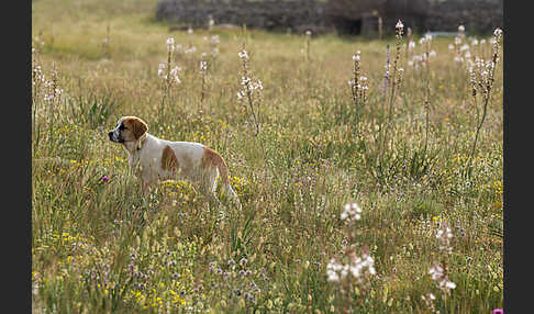 Haushund (Canis lupus familiaris)