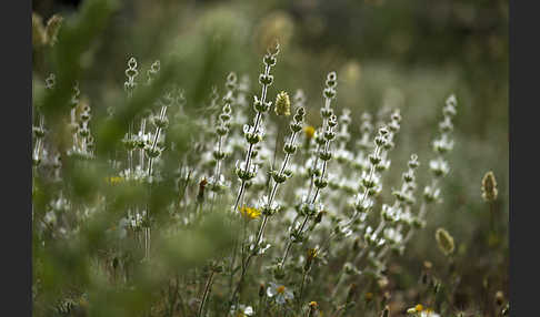 Behaartes Gliedkraut (Sideritis hirsuta)