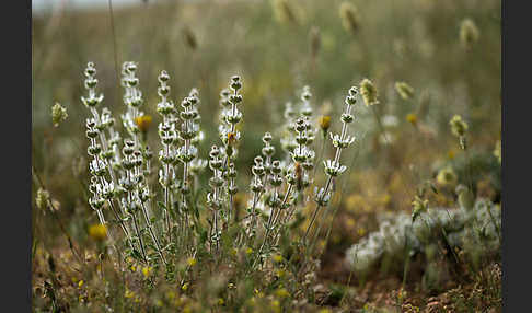 Behaartes Gliedkraut (Sideritis hirsuta)