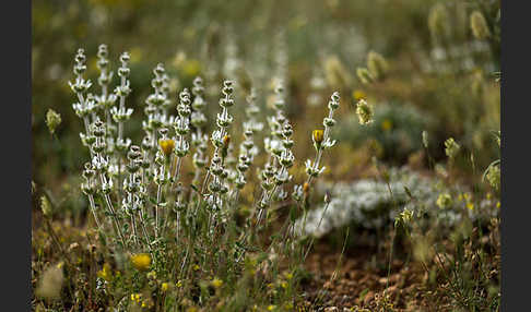 Behaartes Gliedkraut (Sideritis hirsuta)