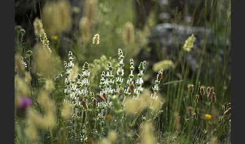 Behaartes Gliedkraut (Sideritis hirsuta)