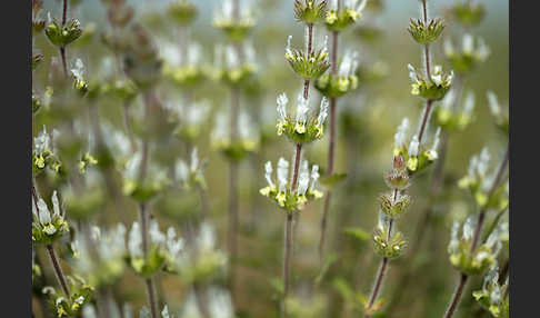 Behaartes Gliedkraut (Sideritis hirsuta)