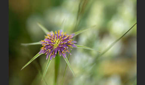 Safranblättriger Bocksbart (Tragopogon crocifolius)