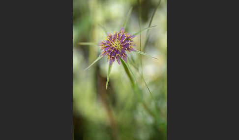 Safranblättriger Bocksbart (Tragopogon crocifolius)