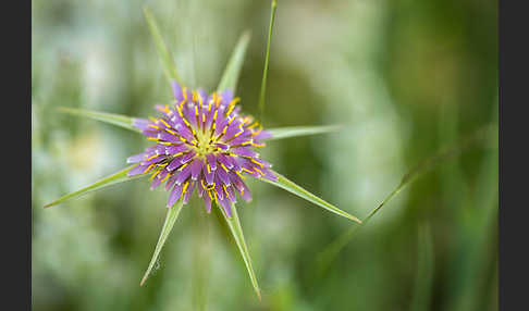 Safranblättriger Bocksbart (Tragopogon crocifolius)