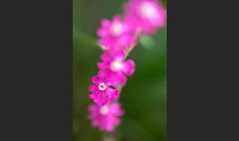 Leimkraut (Silene secundiflora)