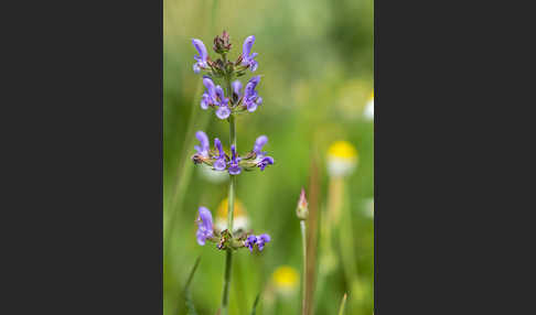 Eisenkraut-Salbei (Salvia verbenaca)