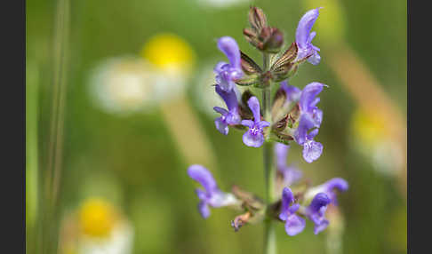 Eisenkraut-Salbei (Salvia verbenaca)