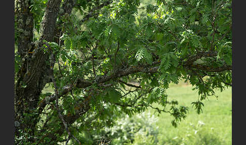 Flaumeiche (Quercus pubescens)