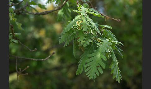 Flaumeiche (Quercus pubescens)