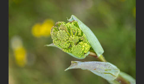 Behaarte Purgierdolde (Thapsia villosa)