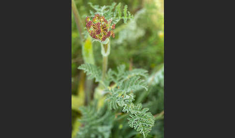 Behaarte Purgierdolde (Thapsia villosa)