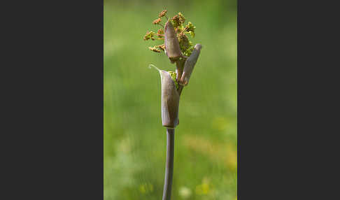 Behaarte Purgierdolde (Thapsia villosa)