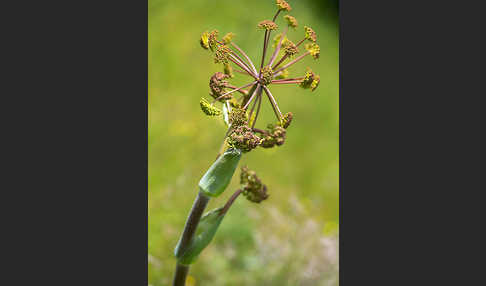 Behaarte Purgierdolde (Thapsia villosa)