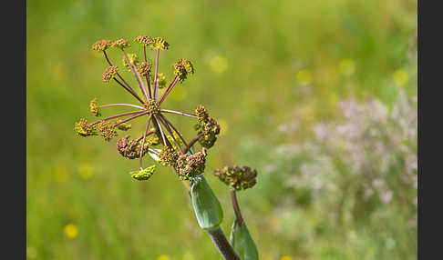 Behaarte Purgierdolde (Thapsia villosa)