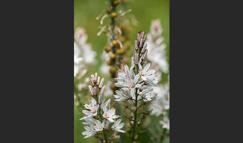 Großfrüchtiger Affodill (Asphodelus macrocarpus)